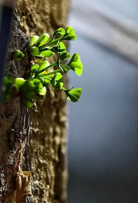 我们院儿的银杏树吐绿发芽了9090 - 抖音