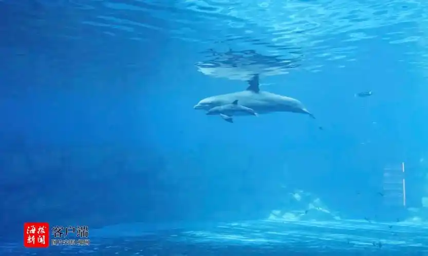 海南陵水一只小海豚诞生