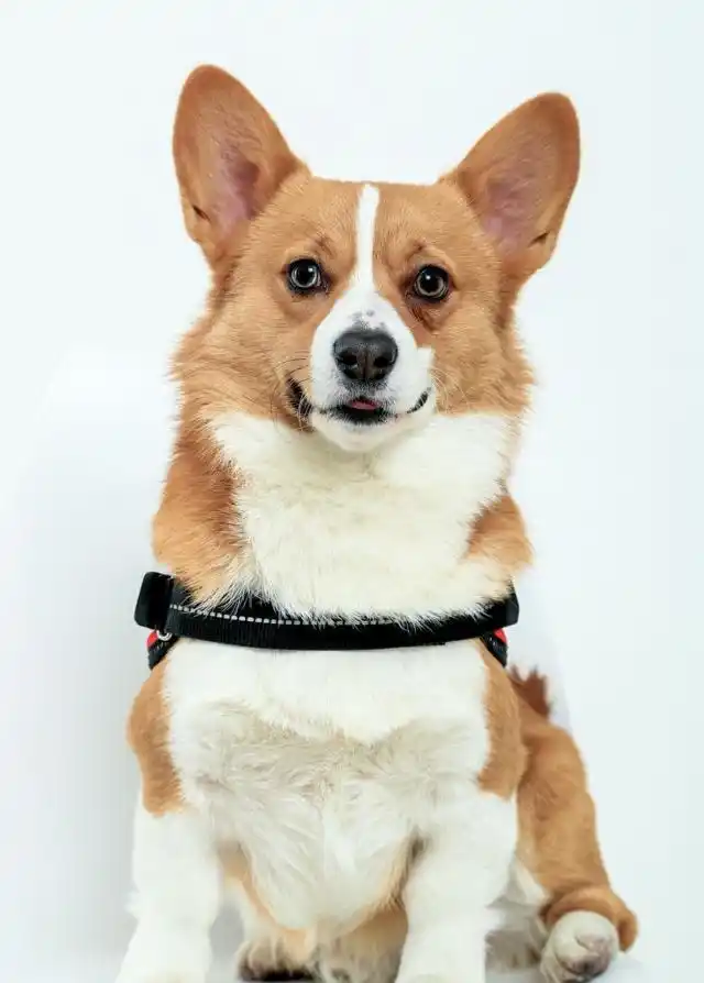 这个狗狗有点萌哦!短腿大屁股柯基