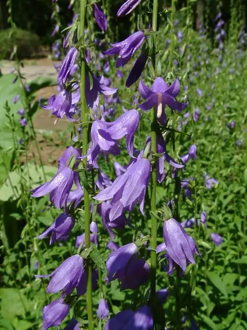 沙参 - 爱莲 - 爱莲的博客