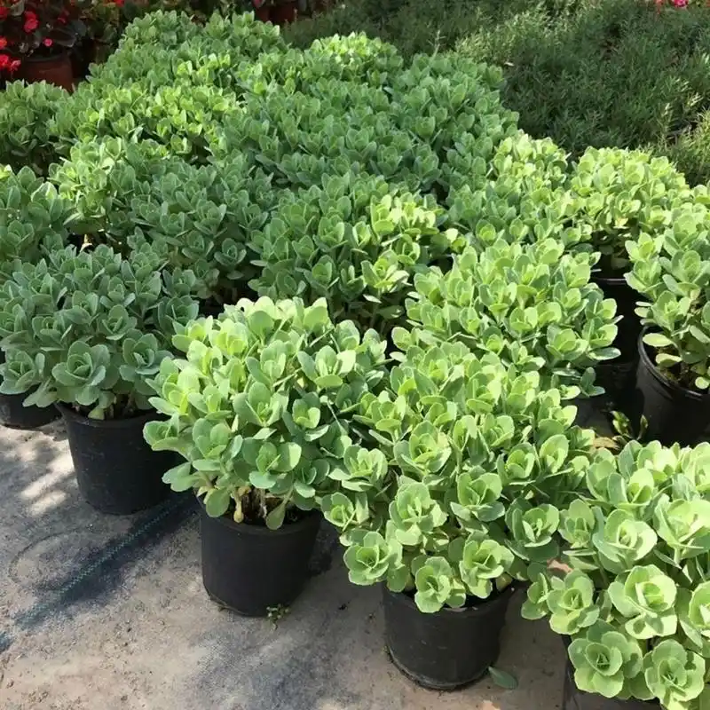 春天到了,八宝景天扦插的最佳时机来临!