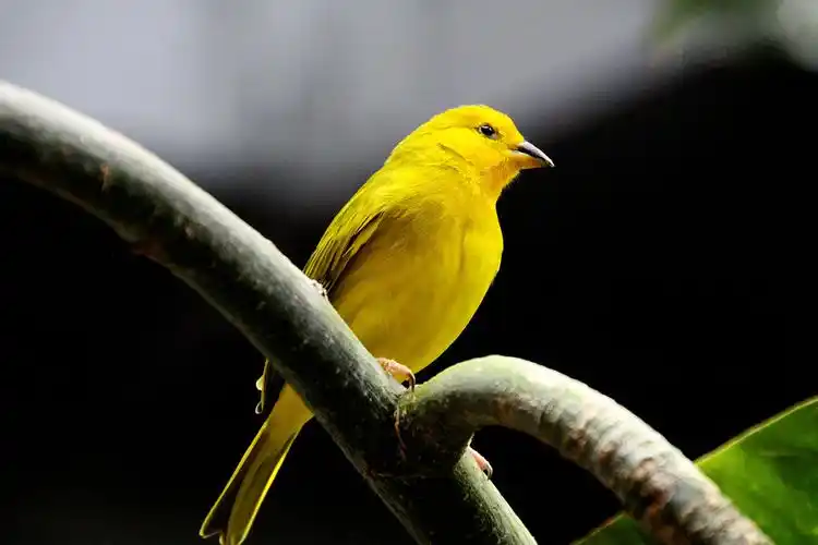 小黄鸟-不知道叫什么