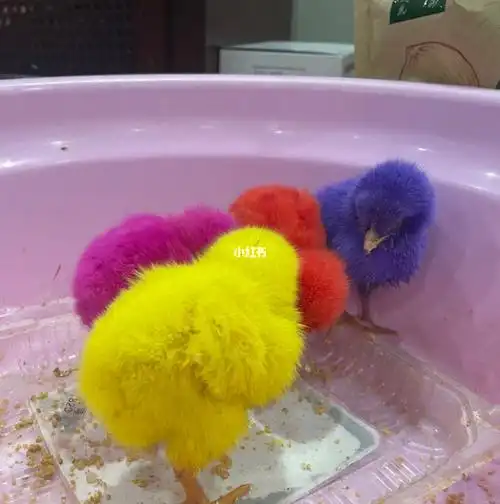 记录养染色小鸡的第二天