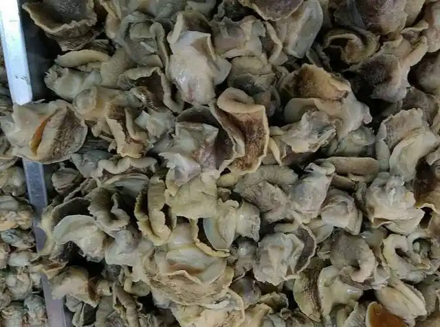 沙螺肉.当地人叫沙乌了,也是十四一斤.