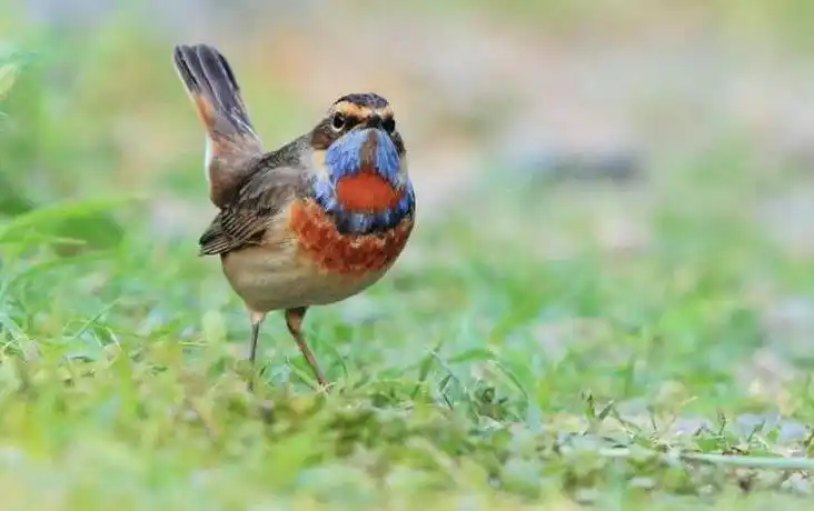 蓝靛颏鸟怎样上架?答案在这里