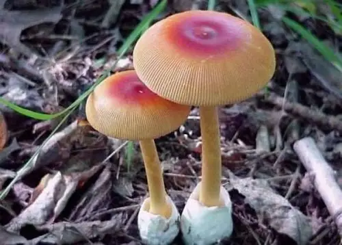 吃了有毒的蘑菇怎么办