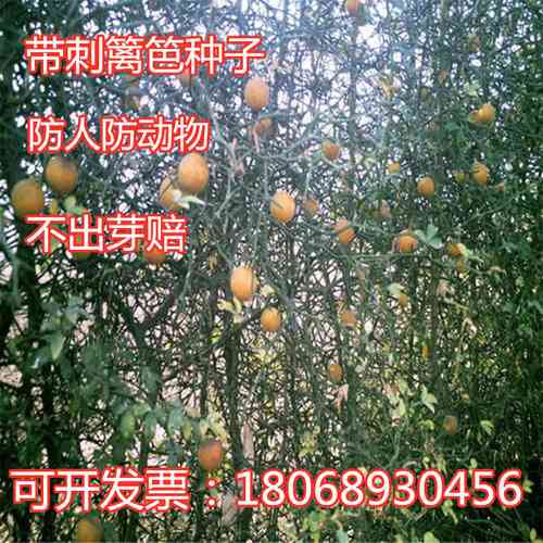 造刺树苗枸橘苗枳壳苗臭橘苗庭院果园防盗护栏围墙篱笆墙带刺植物
