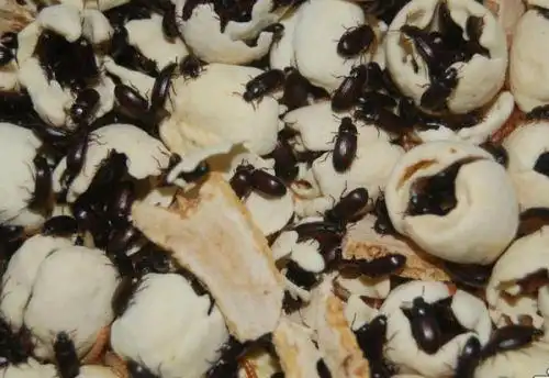 喜欢吃核桃,橘子皮,幼虫像蛆,听朋友说可以治疗腰疼腿疼.