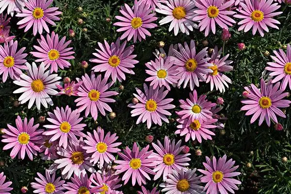 小雏菊图片-小雏菊图片大全-小雏菊图片素材