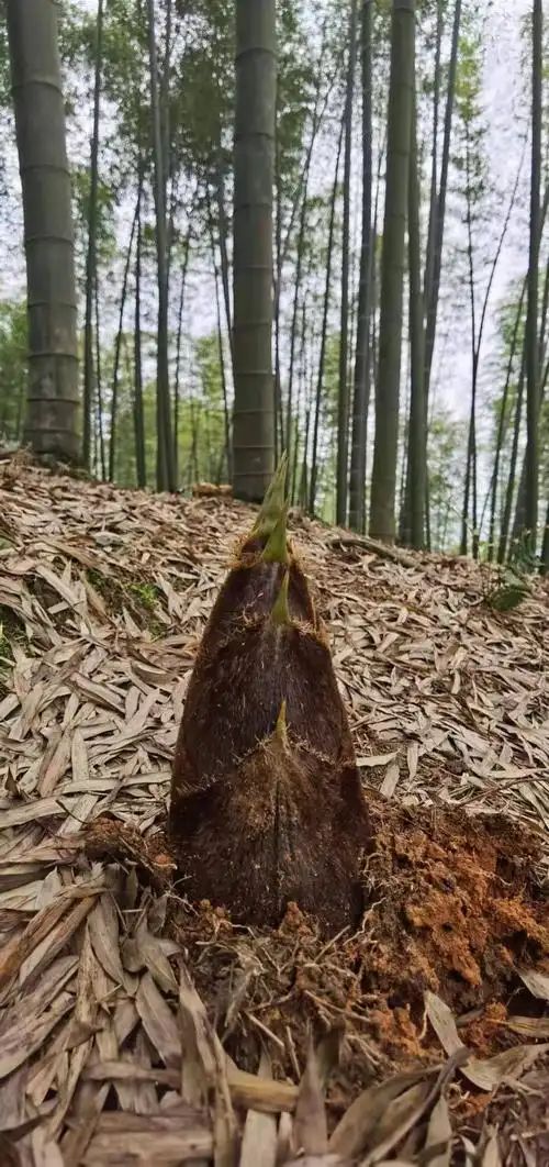 纯天然无公害正宗楠竹笋