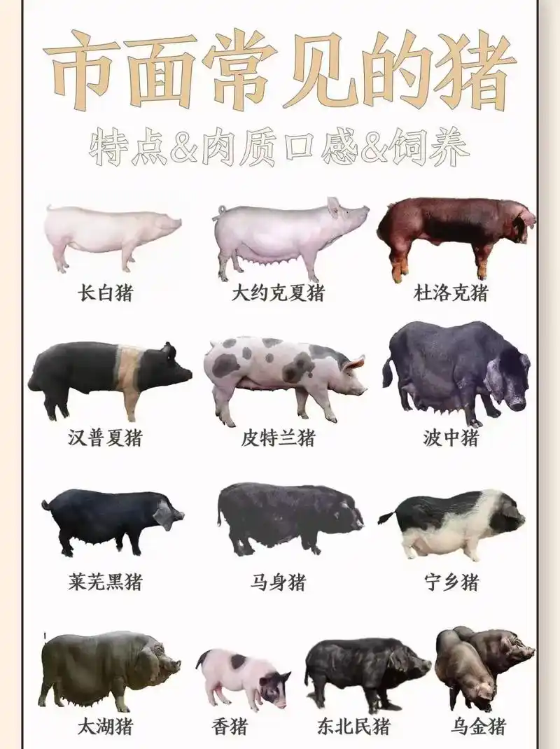 市面上常见的猪猪.您平时吃的是那种99 每种猪的特点,肉质, - 抖音