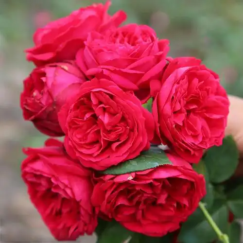 鼹鼠园艺家红龙月季藤本红色龙沙宝石勤花耐热花卉