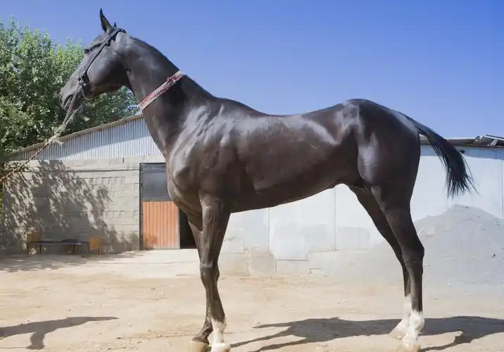 汗血宝马——,土库曼斯坦见闻录