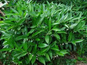 散斑竹根七|6|29