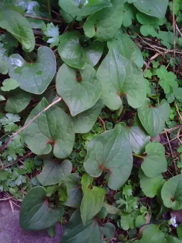 新鲜 鱼腥草 折耳根 野生鱼腥茶 侧耳根 节节根 舌尖上的中国美食