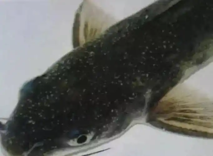 养殖管理水温逐渐降低一定要警惕小瓜虫卷土重来