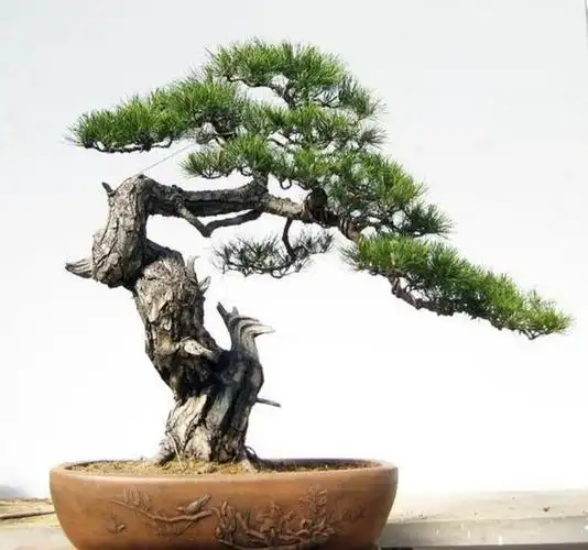 很多盆景爱好者都喜欢用松柏类树木制作盆景来观赏,松树虽然树姿端庄