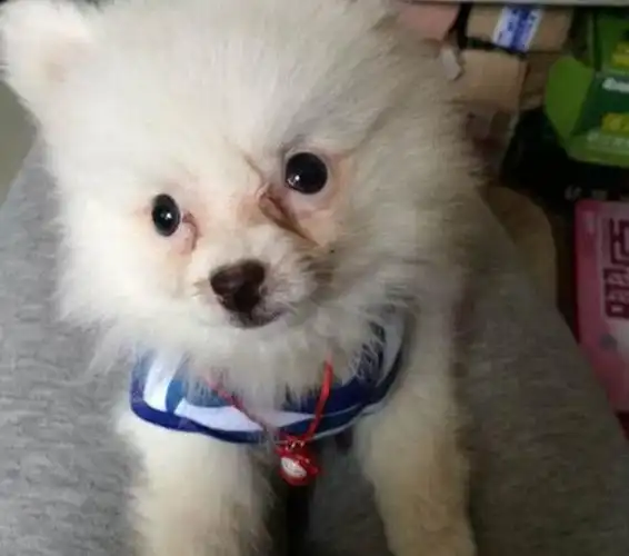 这只是不是杂交博美