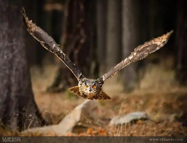 丛林中展翅飞翔的猫头鹰高清摄影图片