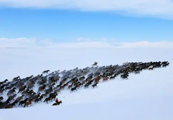 昭苏天马演绎激情与速度