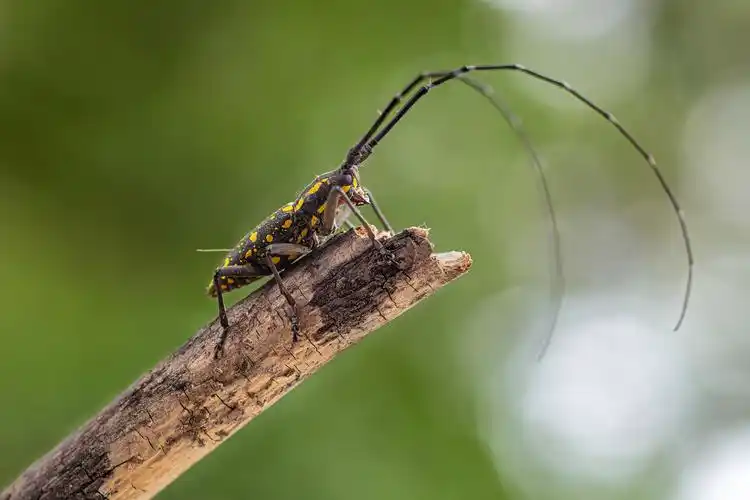 昨日屋外遇见的模特儿 —— 褐天牛