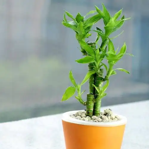 吸甲醛 净化空气办公室内家居绿色盆栽植物 袖珍花卉不含盆