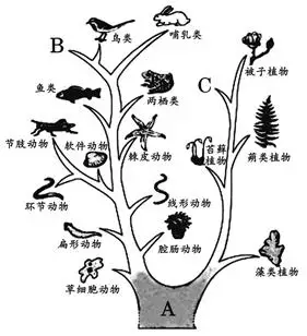 1脊椎动物的进化路线是020202