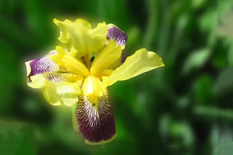 2018年花草集--- 鸢尾花