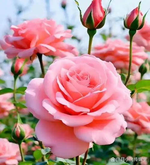 在阳光下熠熠生辉,闪烁着迷人的风彩,与绿叶相互映衬,显得花朵更加