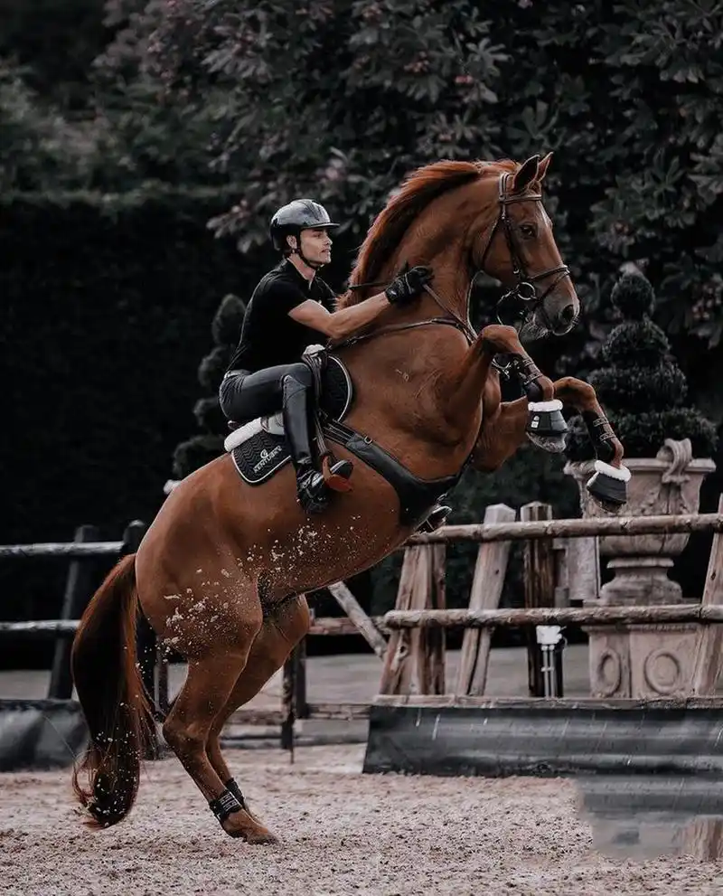 马术就是在虐待动物?