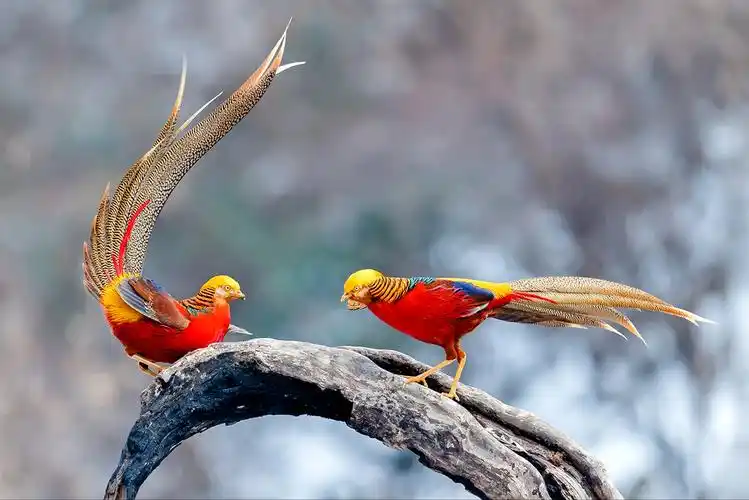 中国的国鸟迟迟不定?四大国鸟连丹顶鹤都落选,专家的标准是什么