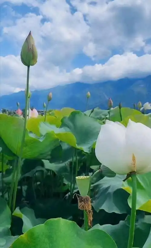 盛夏六月中,荷花映日红