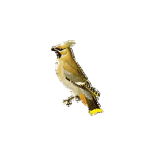 透明gif格式鸟类素材制作