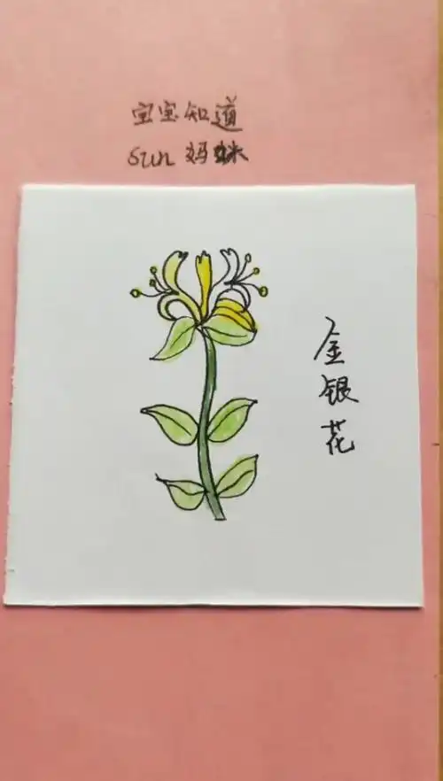 [画画秀]适合幼儿画的金银花(1)