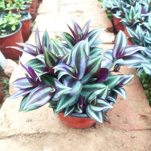 紫叶吊兰 吊竹梅 紫罗兰室内室外阳台庭院净化空气耐旱喜阳植物