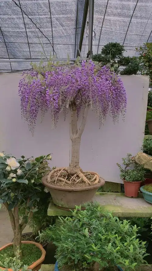 紫罗兰紫藤开花散发淡淡清香-度小视