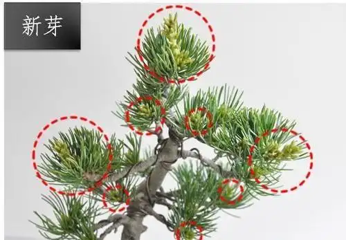 不同松类盆景短针逼芽法实际应用技巧,五针松春剪逼芽技巧示范!
