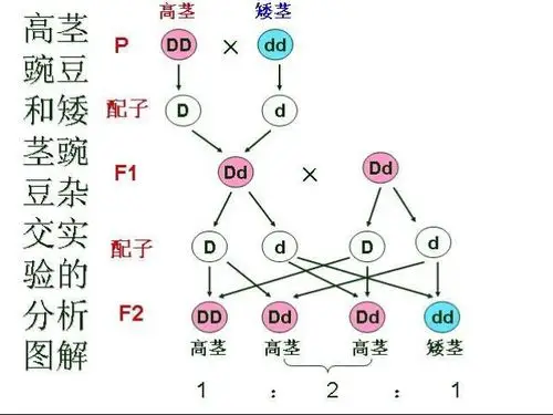 利用遗传图解,深入浅出,很好的完成了教学任务!