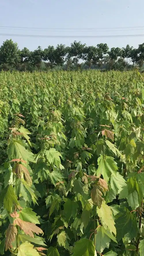 红冠红枫留床苗