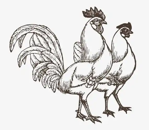 手绘公鸡