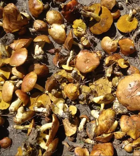 东北特产松蘑菇 野生松菇松蛾粘团子烘干货黄滑松茸牛肝菌1斤包邮