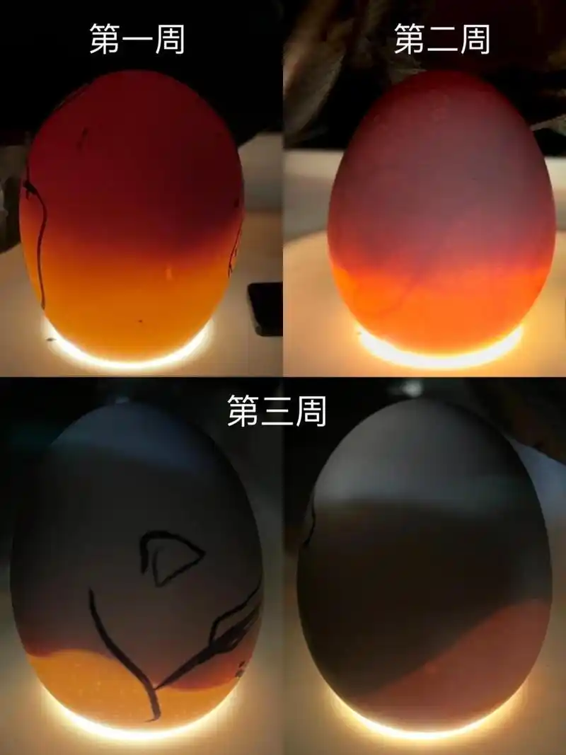 90孵小鸡日记 孵蛋器孵化记录 照蛋图    731516615选择