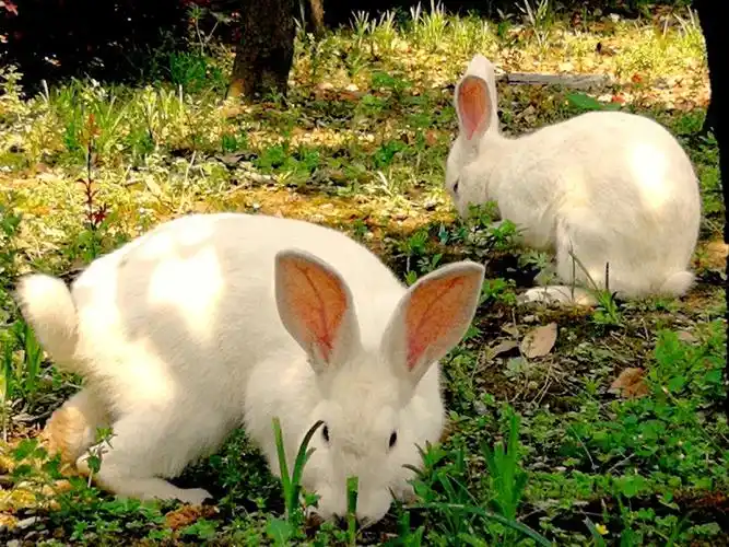 小兔子的图片可爱,小兔子图片 最萌 可爱