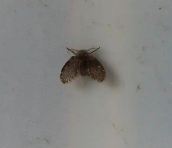 洗衣房的水池边出现很多这种虫子是什么?