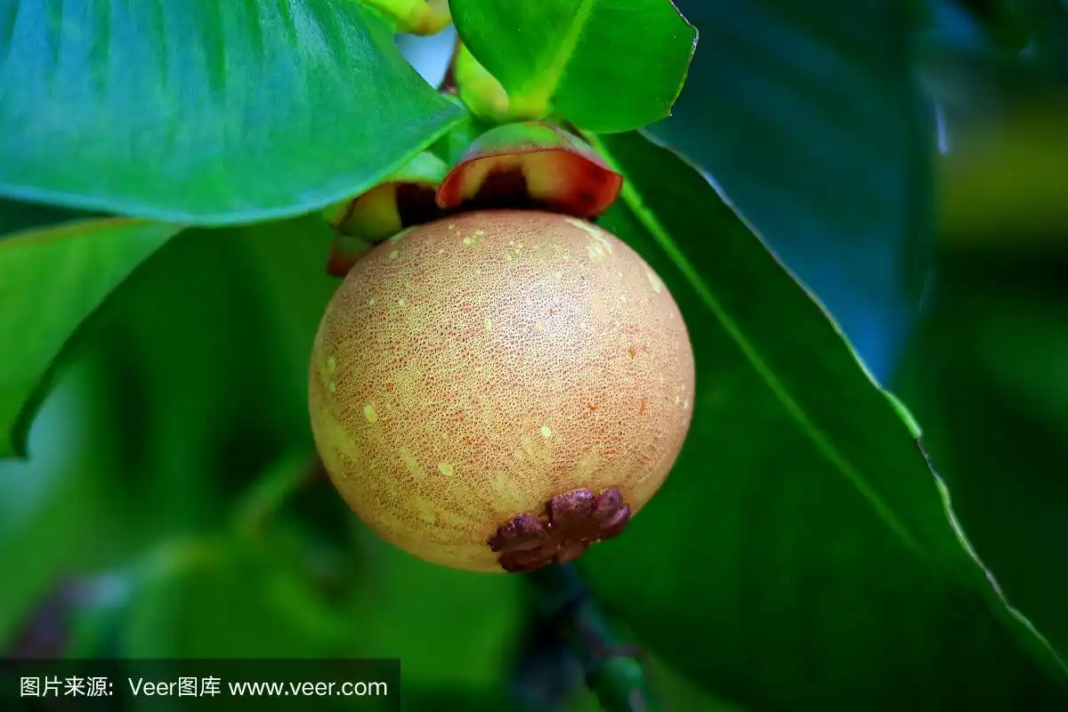 山竹,泰国,叶子,绿色,水果