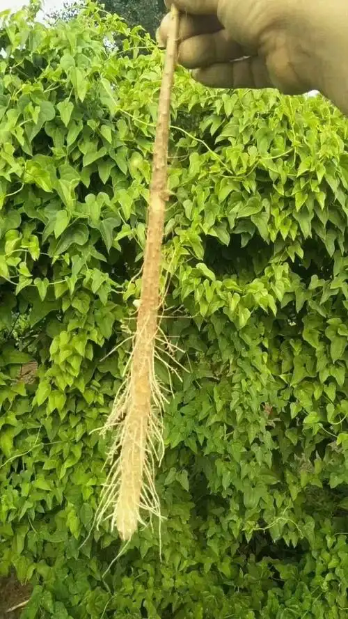 黄河滩沙土地铁棍山药,两万余亩,农历8月出土,有想.