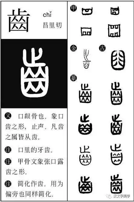 牙祭:从牙齿最多的动物说起