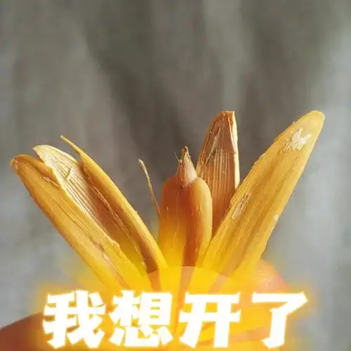 big胆竟然敢管自己叫24k纯金瓜子