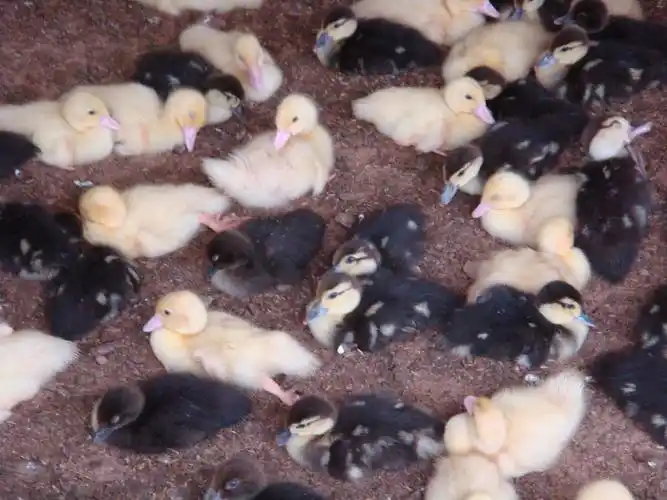 p>美洲雁,又称美洲香醇,原产于南美洲,学名香鹁,属珍禽类具有一定的