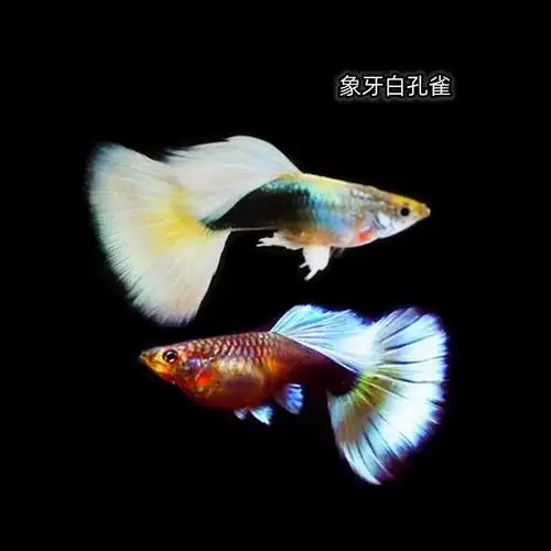 孔雀鱼纯种活体热带鱼观赏鱼凤尾鱼鸿运天空蓝胎生鱼公母种鱼对鱼